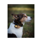 Irma Dog Leash Finnish Equestrian Co